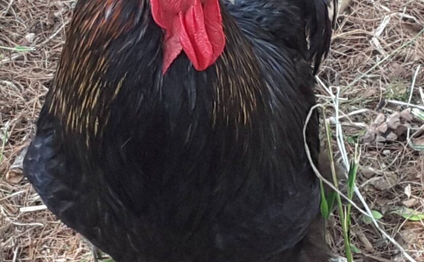 benefits-of-having-a-rooster-with-laying-hens